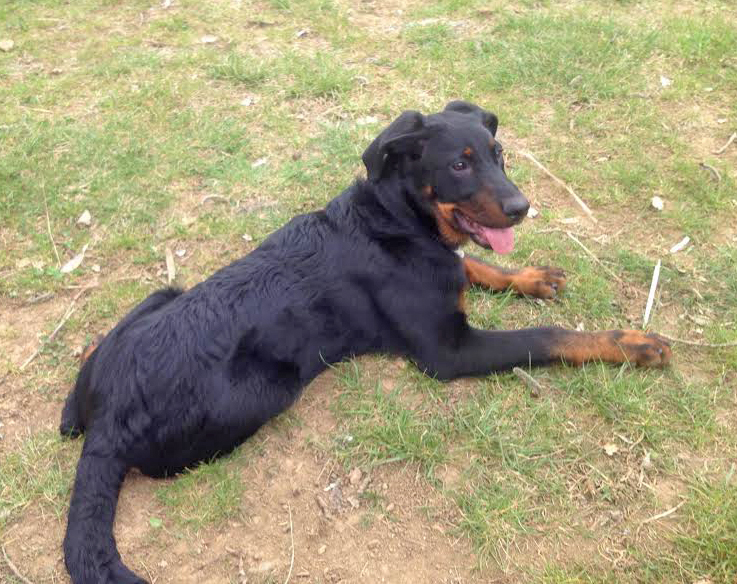 domainedelalicorne.fr photo chien beauceron photo chiot beauceron Elevage de beauceron chiot beauceron pure race élevage du clos de la licorne elevage des gardiens de la licorne elevage beauceron noir et feu authentique gros gabarits élevage de Beauceron familial sérieux et qualité domainedelalicorne.fr suivi des chiots conseil d’éducation chiot propre bas rouge santé caractère spécialiste du beauceron noir et feu ou arlequin chien rustique berger de France  nos chiots sont élevés avec amour et attention notre passion au service de la qualité Beauceron de qualité et sportif domaine de la licorne 04380 BARRAS élevage en liberté éleveur berger de beauce élevage de beauceron de travail 06 11 20 51 93 site domainedelalicorne.fr mail domainedelalicorne@gmail.com